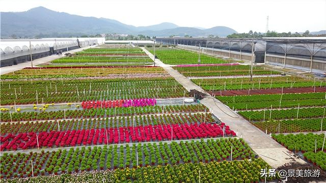 在花园里研学，在研学中学习花卉园林艺术，佛山旺林艺术花园研学