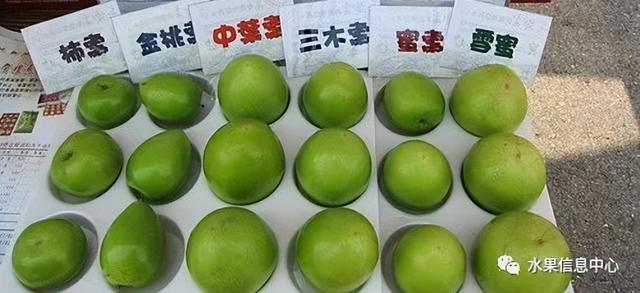 牛奶青枣、苹果枣，是同一种品种吗？