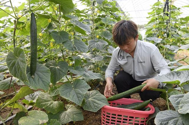 大棚黄瓜种植技术，科学种植，重点做好这几个方面