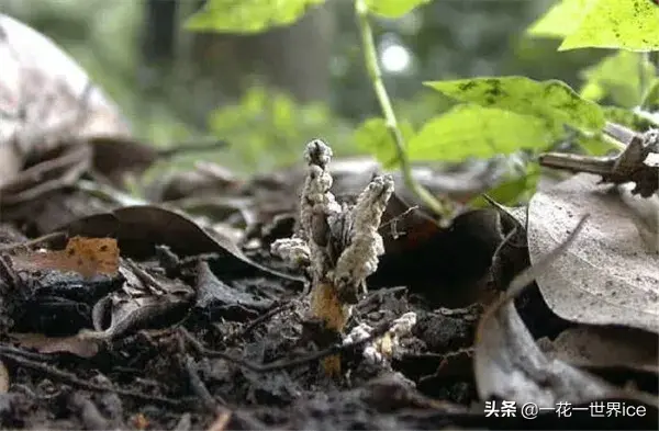 竹林中的“虫草”，一斤近百元不常见，能投入种植吗？