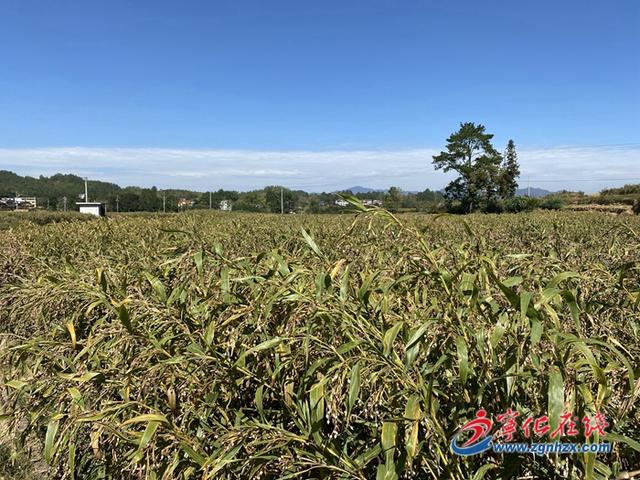 宁化淮土镇：薏米种植铺就致富路