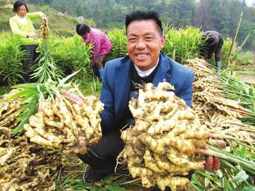 家庭种植生姜做好4点，管理简单实用分棵多，新手种植也能大丰收