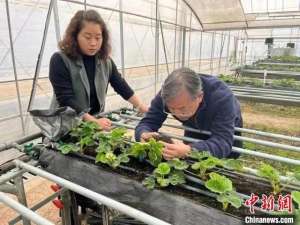 草莓种植技术培训(“草莓教授”蒋桂华：助力建德草莓产业领跑全国)