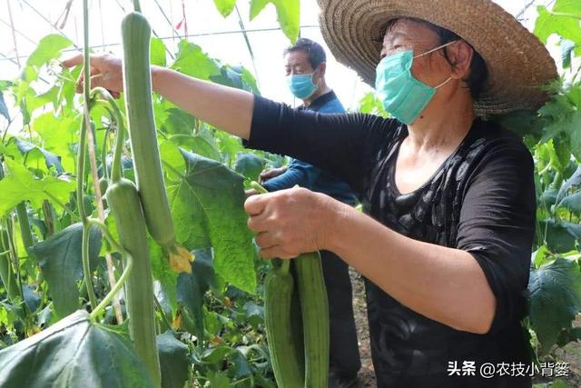 丝瓜如何种植管理才能更优质更高产？记住这6个种植管理技巧