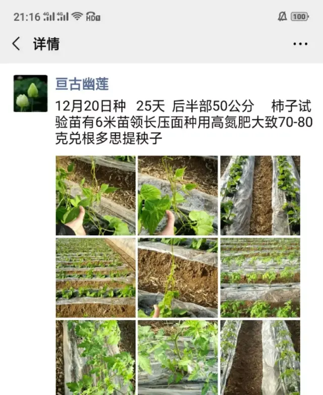 精心整理！！芸豆冬春茬栽培看这篇就够了