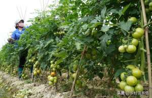 生菜种植时间(各地蔬菜种植时间表，菜农必备技能，一年四季种啥全知道)