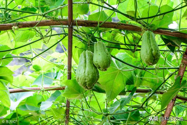 「种植技术」佛手瓜的栽培技术