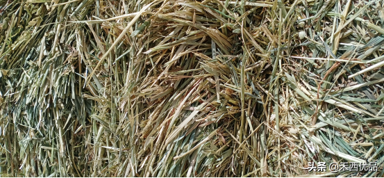 燕麦草青贮的调制和饲用情况