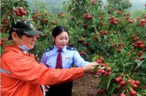 山东山楂种植基地(“小税滴”助力“红果果”变身致富果)