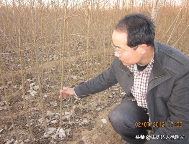 根深才能叶茂，繁育好桃砧木苗是育好苗的基础，怎么育呢