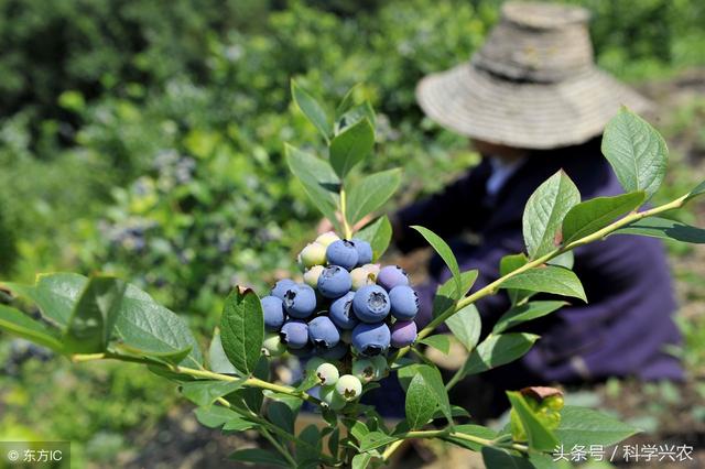 蓝莓种植最重要的环节——土壤改良，学习几点蓝莓土壤改良方法