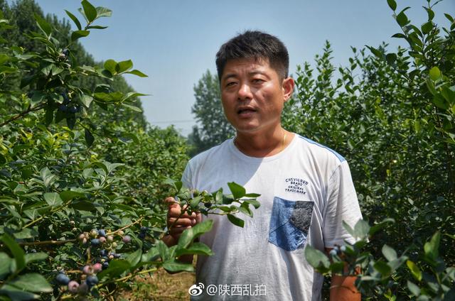 无蓝莓不夏天｜周至九峰藏了个百亩蓝莓园 不要门票任你吃到饱！