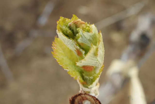 葡萄全年最重要的几次施肥，6个关键时期，你用对了吗？