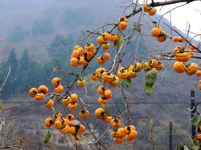 家里有院子，建议种上“三种树”，有花有果，寓意好