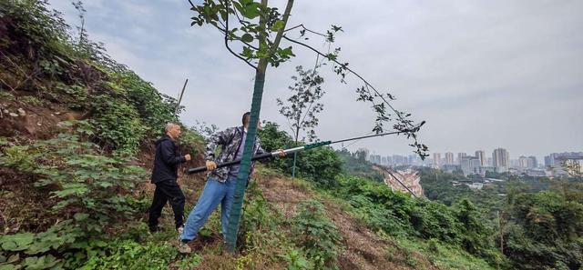 铜梁区红豆树市级林木良种基地首次实现集中规模采种