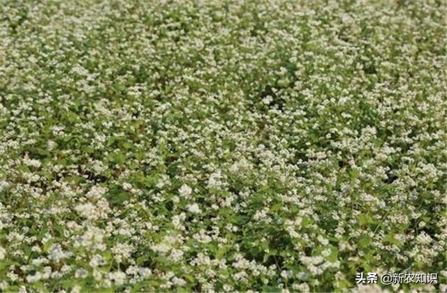 「种植致富新思路」荞麦种植要求及高产种植技术要点，看看不后悔