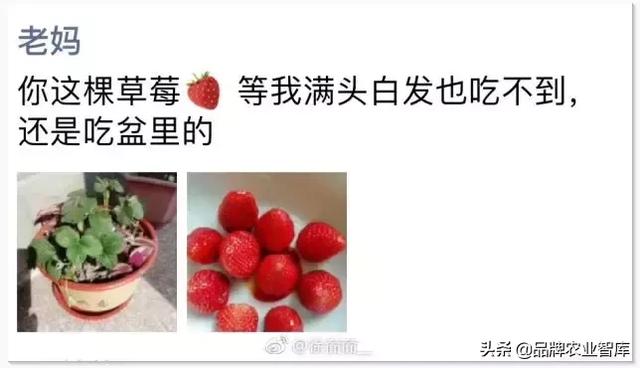 没有什么能够阻挡，中国人对种菜的向往