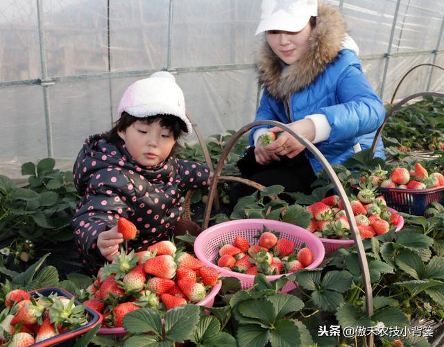 草莓上市早、产量高，促好花芽分化是关键，这十个管理技巧要用好