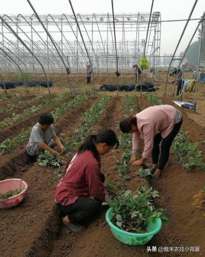 草莓上市早、产量高，促好花芽分化是关键，这十个管理技巧要用好