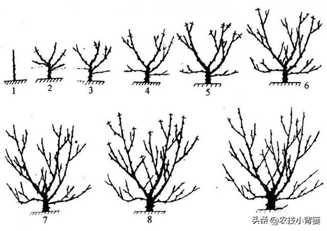 花椒树怎样选好苗？花椒树苗如何栽种？花椒树苗前3年如何修剪？