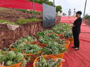 西瓜种植大户(8万斤西瓜上市 四川富顺联合村大棚西瓜与大豆轮作种植实现“双丰收”)