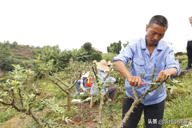 花椒树怎样选好苗？花椒树苗如何栽种？花椒树苗前3年如何修剪？