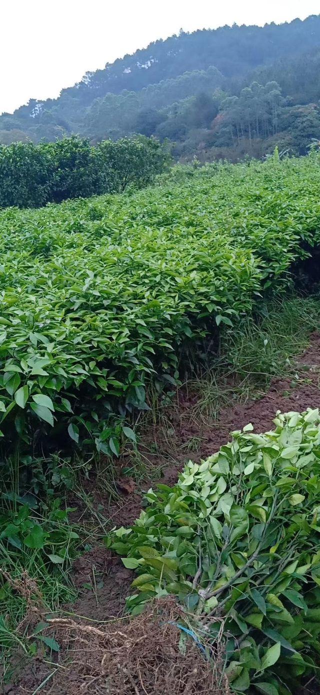 种植泰国青柚的株行距