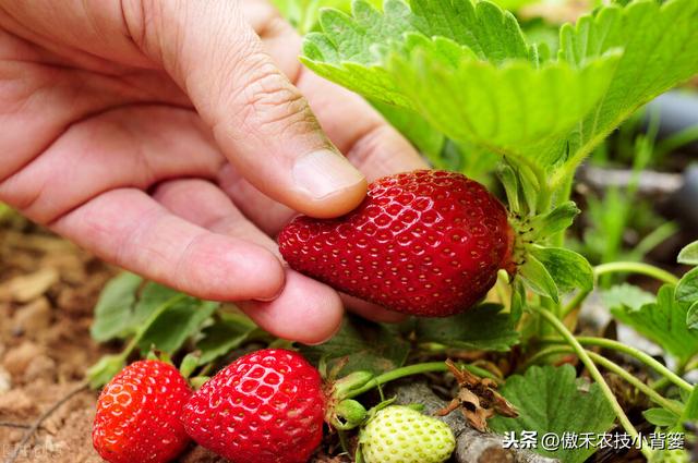 草莓上市早、产量高，促好花芽分化是关键，这十个管理技巧要用好