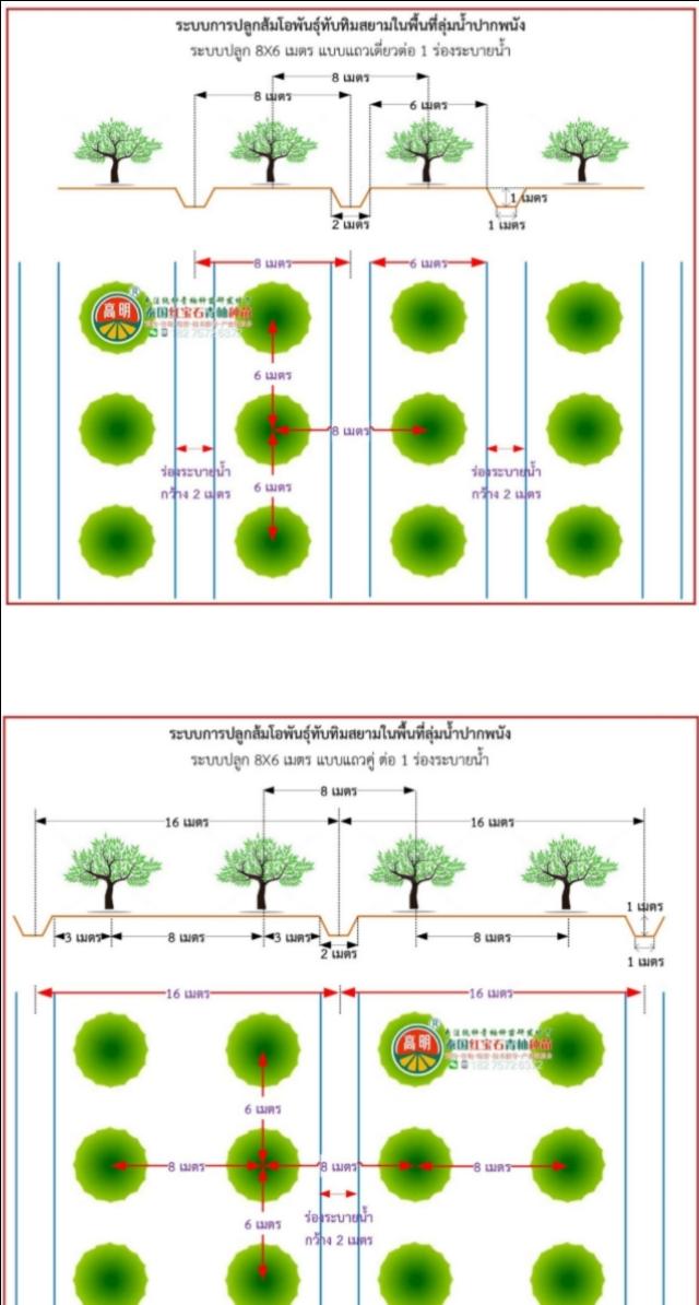 种植泰国青柚的株行距