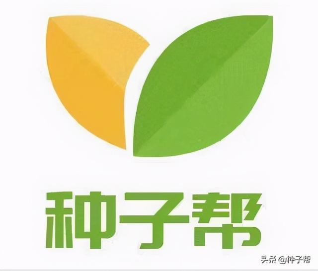 刺槐常被称作是“吉祥树”，种植技术和用途你知道吗