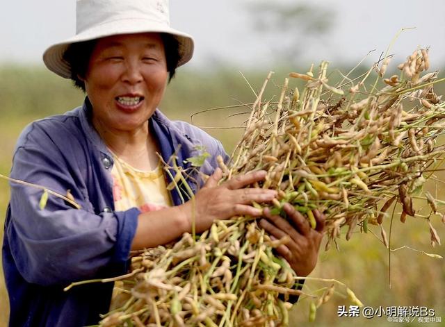 黄豆种植指南：黄豆适宜什么时候播种？种植黄豆需要注意什么？