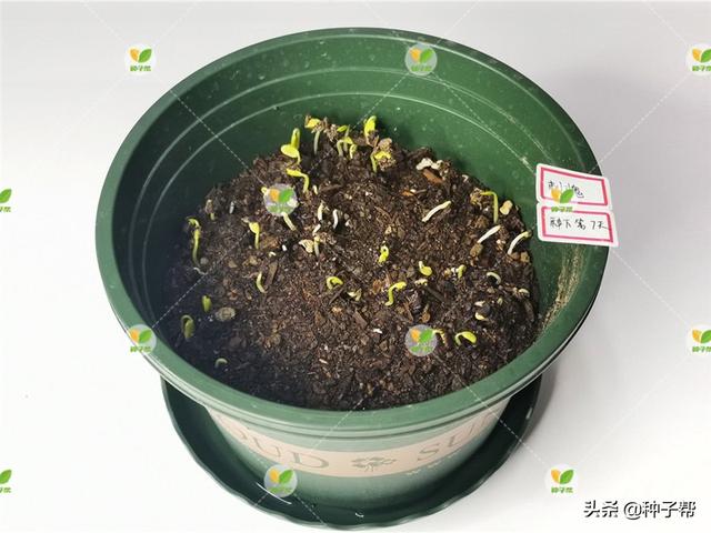 刺槐常被称作是“吉祥树”，种植技术和用途你知道吗