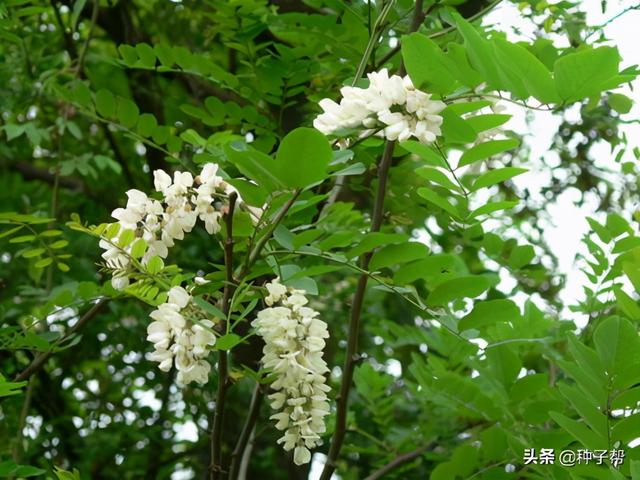 刺槐常被称作是“吉祥树”，种植技术和用途你知道吗