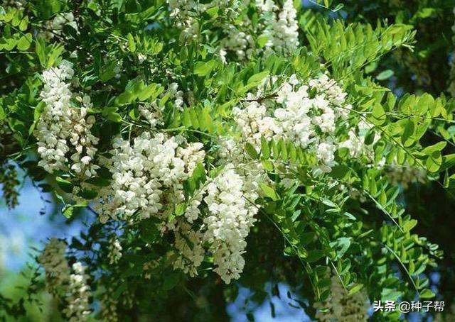 刺槐常被称作是“吉祥树”，种植技术和用途你知道吗