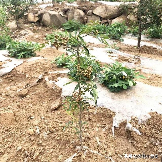 花椒树怎样选好苗？花椒树苗如何栽种？花椒树苗前3年如何修剪？