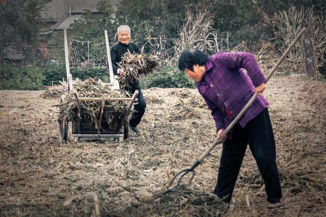 在农村，土地种植什么最赚钱呢？快来看看你家种植了吗？