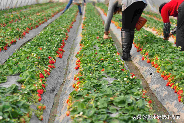 草莓上市早、产量高，促好花芽分化是关键，这十个管理技巧要用好