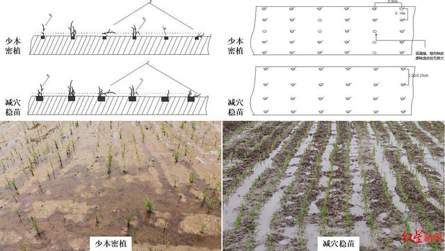 川农大团队最新研究成果：水稻这样栽培，米饭味道更好