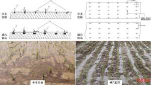 谷子种植高产技术(川农大团队最新研究成果：水稻这样栽培，米饭味道更好)