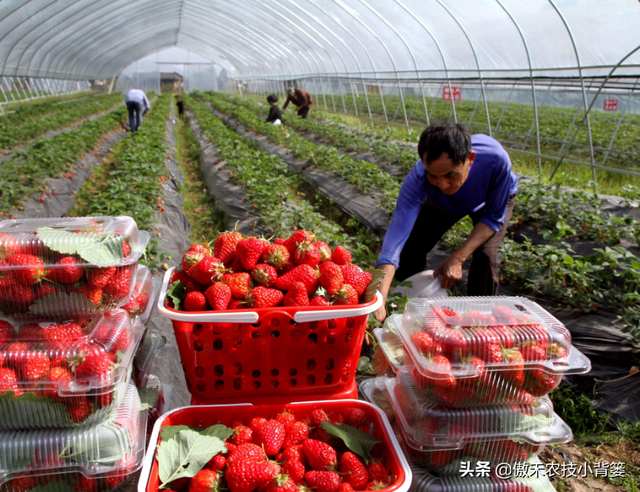 草莓上市早、产量高，促好花芽分化是关键，这十个管理技巧要用好