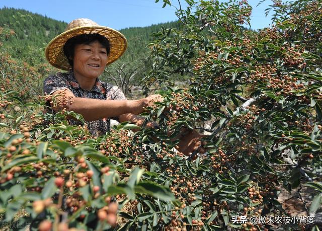 如何才能种植好花椒树？一篇文章详细告诉你