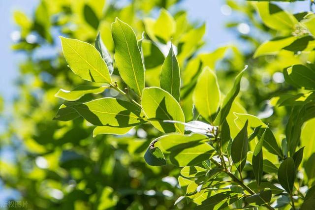 北方“明星”开花植物，南方人见了都想养一堆！