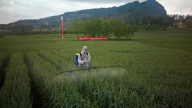 种植什么农作物年入百万！