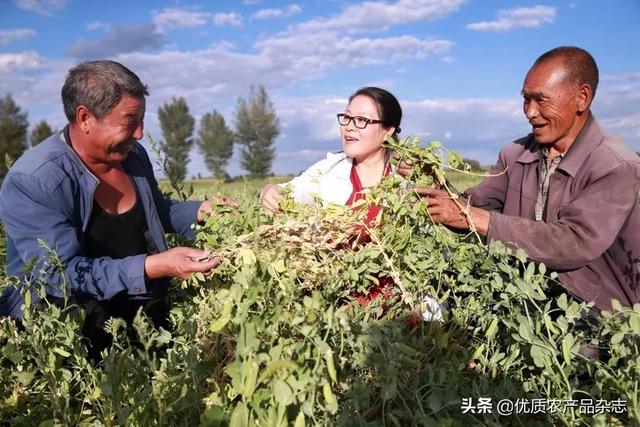 不用土壤不用肥，一张白纸种芽菜！张桂琴：小芽菜成就新型农业大梦想