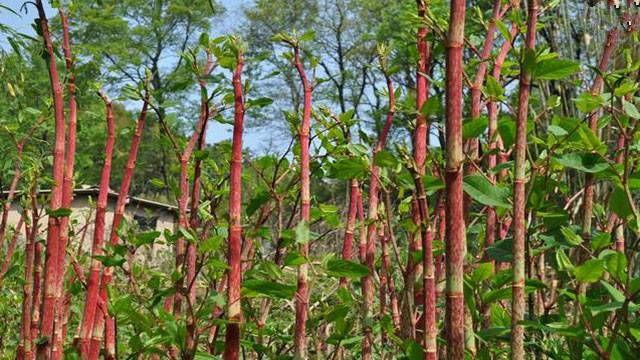 春天是采摘野菜野果的时候，还记得那些大饱口福的野菜野果吗？