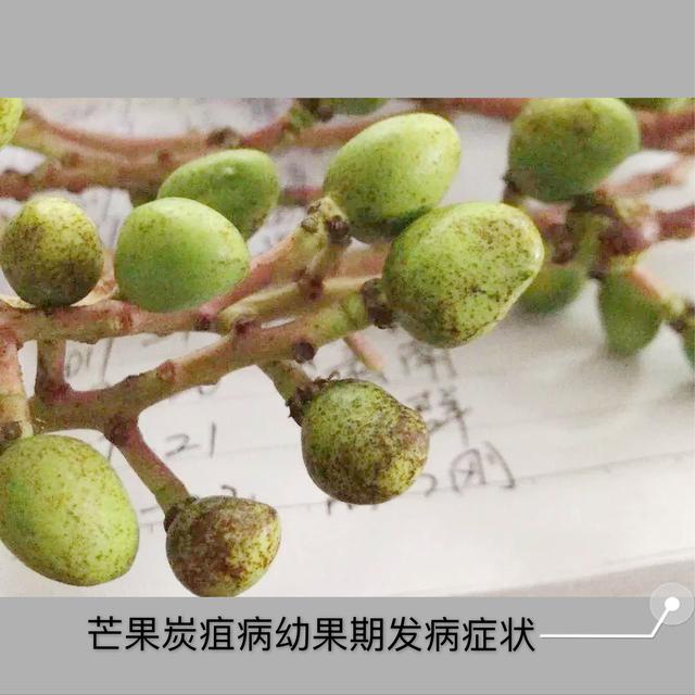 8-9月高温多雨，芒果炭疽病盛发期，如何防治才能保产保丰收？