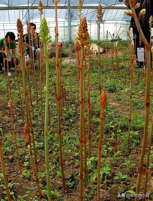 天麻种植技术：天麻田间栽培技术要点