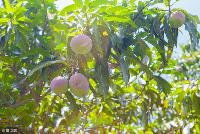 8-9月高温多雨，芒果炭疽病盛发期，如何防治才能保产保丰收？