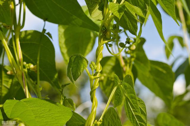 春季露地四季豆如何种植？从选地到收获分析详细种植技术