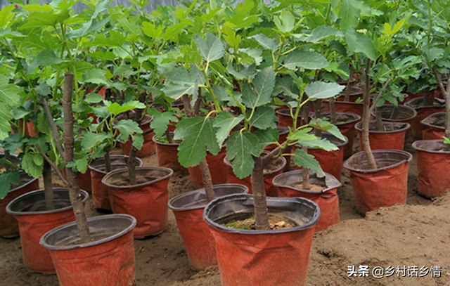 谁说种地效益低？三个真实案例让您领悟，怎样靠种植赚钱